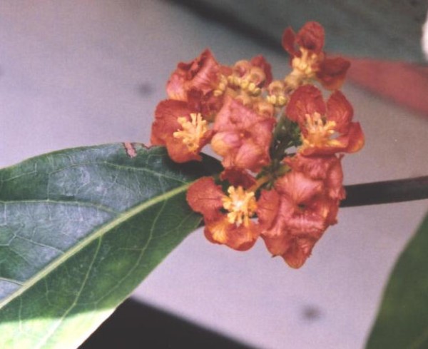 diplopterys flower