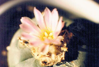 Lophophora blooming