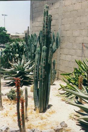 San Pedro/Trichocereus pachanoi in Arad, Israel.